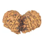 12 MK Gaurishankar 40.3mm 7.67gm - Rudraksha back