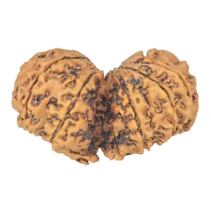12 MK Gaurishankar 40.3mm 7.67gm - Rudraksha back