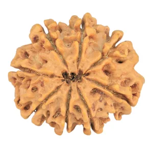 8 Mukhi Rudraksha 29mm 5.1gm - Rudraksha back