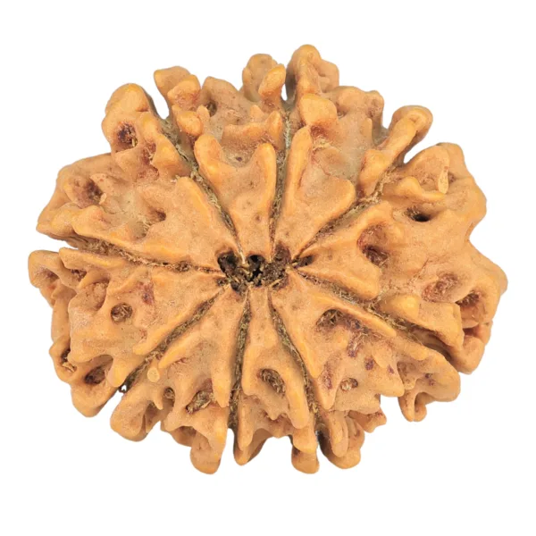 8 Mukhi Rudraksha 29mm 5.1gm - Rudraksha back