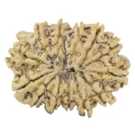 13 Mukhi Rudraksha 33mm 6gm - Rudraksha back