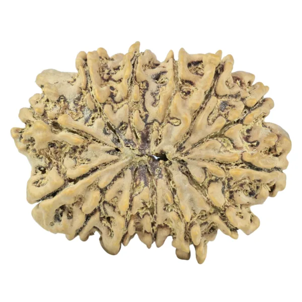 13 Mukhi Rudraksha 33mm 6gm - Rudraksha back
