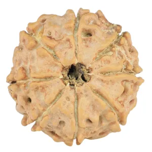8 Mukhi Rudraksha 19.8mm 2.18gm - Rudraksha back
