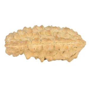 1 Mukhi Rudraksha 33.9mm 3.56gm - Rudraksha back