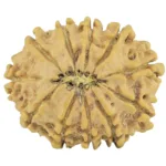 11 Mukhi Rudraksha 24.4mm 3gm - Rudraksha back