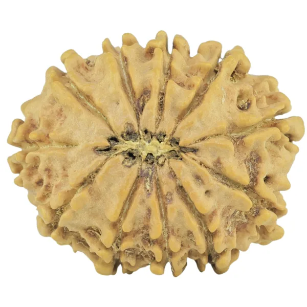 11 Mukhi Rudraksha 24.4mm 3gm - Rudraksha back