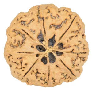 8 Mukhi Rudraksha 33.3mm 7.43gm - Rudraksha back