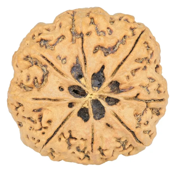 8 Mukhi Rudraksha 33.3mm 7.43gm - Rudraksha back