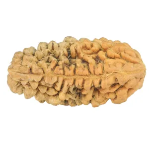 1 Mukhi Rudraksha 32.2mm 3.35gm - Rudraksha back