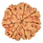 7 Mukhi Rudraksha 26.1mm 6.09gm - Rudraksha back