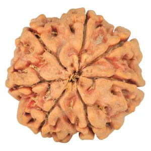7 Mukhi Rudraksha 26.1mm 6.09gm - Rudraksha back