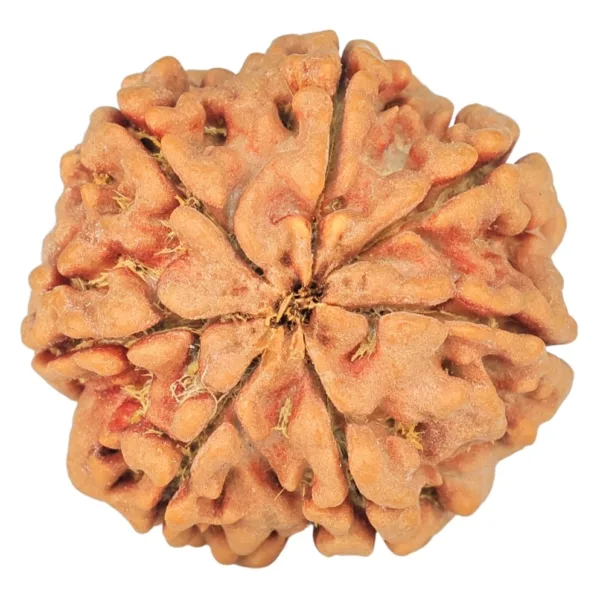 7 Mukhi Rudraksha 26.1mm 6.09gm - Rudraksha back