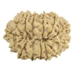 14 Mukhi Rudraksha 25.8mm 2.9gm - Rudraksha back