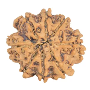 8 Mukhi Rudraksha 26.6mm 4.94gm - Rudraksha back