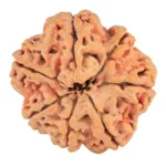 7 Mukhi Rudraksha 28.6mm 7.4gm - Rudraksha back