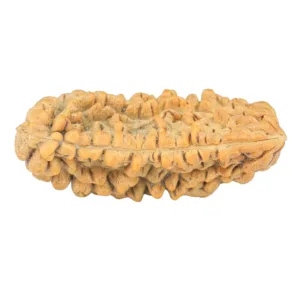 1 Mukhi Rudraksha 34.6mm 4.54gm - Rudraksha back