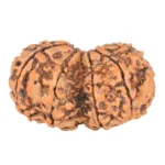 9 MK Gaurishankar 37.9mm 7.67gm - Rudraksha back