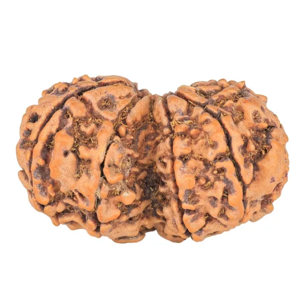 9 MK Gaurishankar 37.9mm 7.67gm - Rudraksha back
