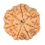 7 Mukhi Rudraksha 26mm 6.57gm - Rudraksha back