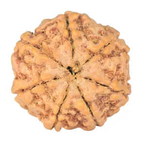 7 Mukhi Rudraksha 26mm 6.57gm - Rudraksha back