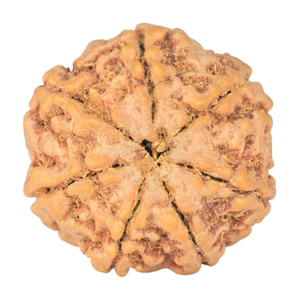 7 Mukhi Rudraksha 26mm 6.57gm - Rudraksha back