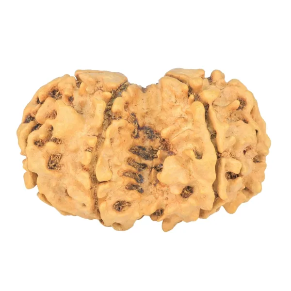 8 MK Gaurishankar 36.5mm 5.8gm - Rudraksha back