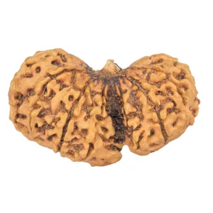 13 Mukhi Garbhgauri 36.7mm 4.86gm - Rudraksha back