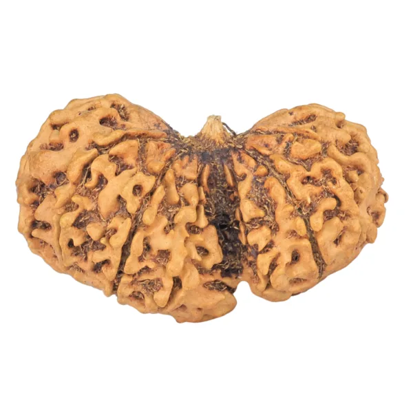13 Mukhi Garbhgauri 36.7mm 4.86gm - Rudraksha back