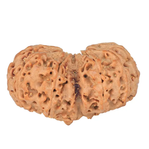 10 Mk Gaurishankar 39.4mm 9.2gm - Rudraksha back