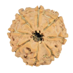 8 Mukhi Rudraksha 21.3mm 2.49gm - Rudraksha back