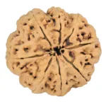 8 Mukhi Rudraksha 33mm 8gm - Rudraksha back