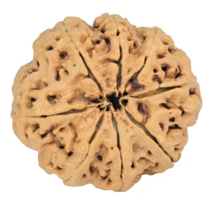 8 Mukhi Rudraksha 33mm 8gm - Rudraksha back