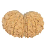 13 MK Gaurishankar 28.8mm 4.2gm - Rudraksha back