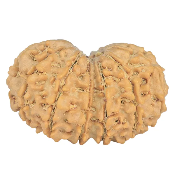 13 MK Gaurishankar 28.8mm 4.2gm - Rudraksha back