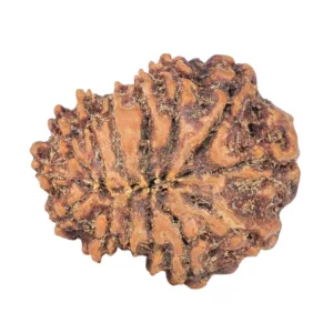 14 Mukhi Rudraksha 21.1mm 2.43gm - Rudraksha back
