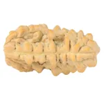 1 Mukhi Rudraksha 34.9mm 6.75gm - Rudraksha back