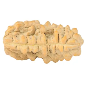 1 Mukhi Rudraksha 34.9mm 6.75gm - Rudraksha back