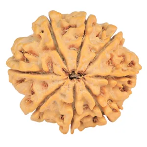 8 Mukhi Rudraksha 28.2mm 6.36gm - Rudraksha back