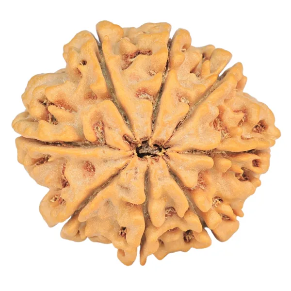 8 Mukhi Rudraksha 28.2mm 6.36gm - Rudraksha back