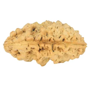 1 Mukhi Rudraksha 34.9mm 5.98gm - Rudraksha back