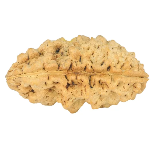 1 Mukhi Rudraksha 34.9mm 5.98gm - Rudraksha back