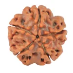 5 Mukhi Rudraksha 19.7mm 2.89gm - Rudraksha back
