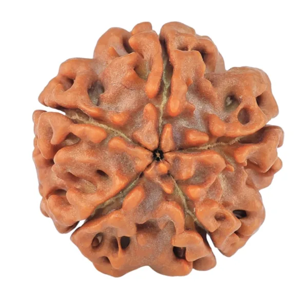 5 Mukhi Rudraksha 19.7mm 2.89gm - Rudraksha back