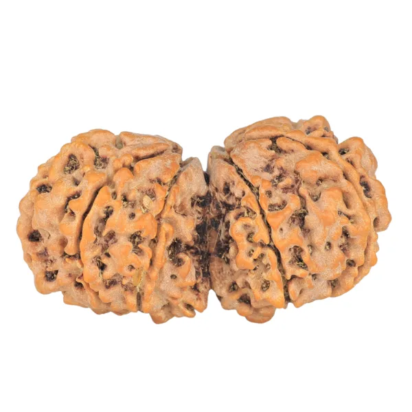 9 MK Gaurishankar 40.4mm 7.4gm - Rudraksha back