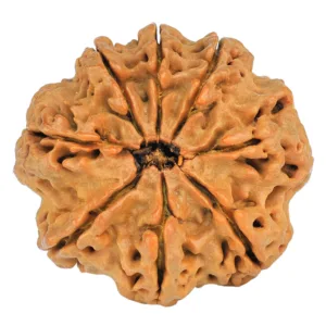 8 Mukhi Rudraksha 29.6mm 6.9gm - Rudraksha back