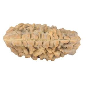 1 Mukhi Rudraksha 35.8mm 6.05gm - Rudraksha back