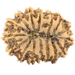 16 Mukhi Rudraksha 32.7mm 5.4gm - Rudraksha back