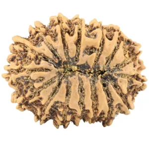 16 Mukhi Rudraksha 32.7mm 5.4gm - Rudraksha back