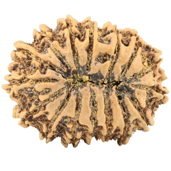 16 Mukhi Rudraksha 32.7mm 5.4gm - Rudraksha back