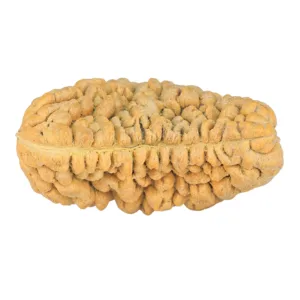 1 Mukhi Rudraksha 34.8mm 6.38gm - Rudraksha back